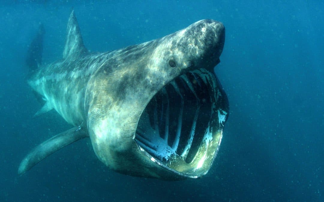 Fotostrecke: Diese Haie leben im Mittelmeer