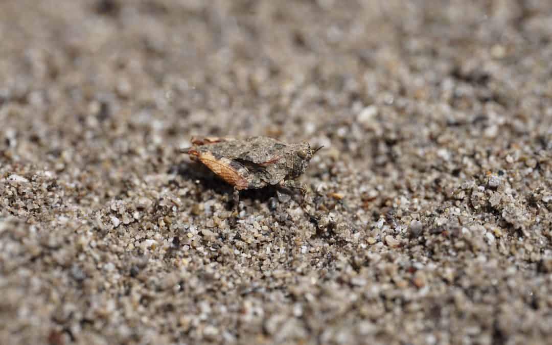 WWF-Erfolg: Seltene Heuschreckenarten am Lech entdeckt