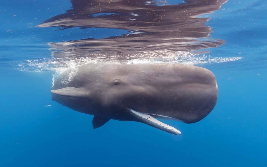“Moby Dick” in Gefahr: WWF fordert Ausweitung der Schutzgebiete im östlichen Mittelmeer