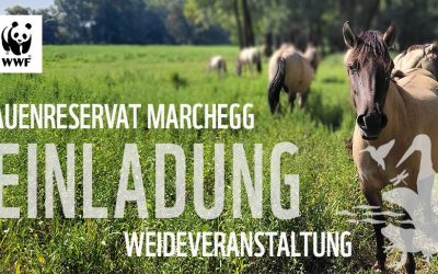 Tagung: Beweidung und Naturschutz im Auenreservat Marchegg