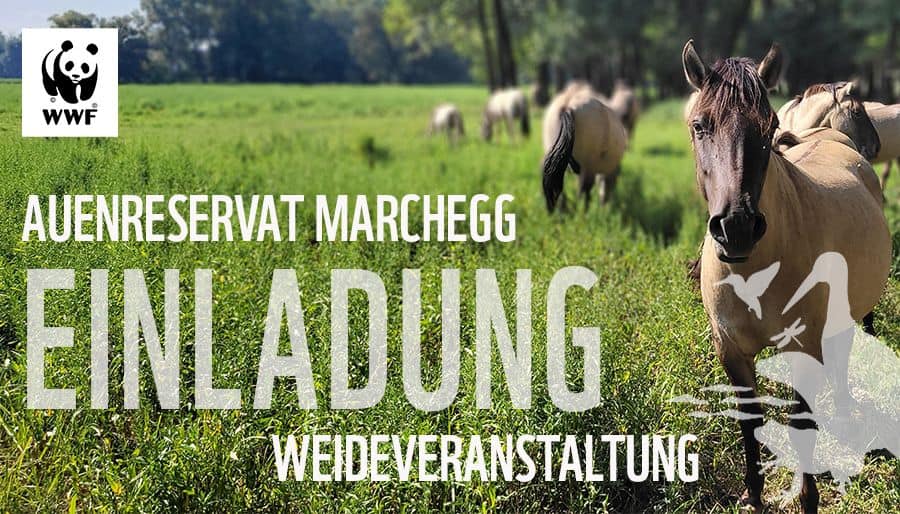Tagung: Beweidung und Naturschutz im Auenreservat Marchegg