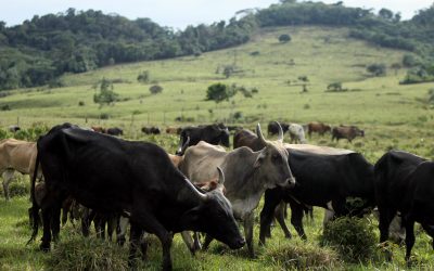WWF-Erfolg: 300 Rinderzüchter:innen schützen Amazonas in Peru