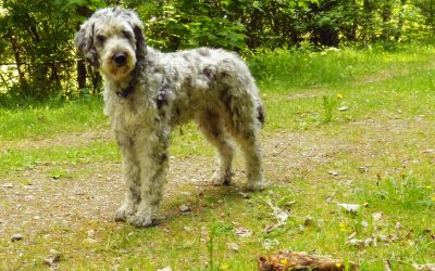 WWF-Naturschutzhund auf Streife in Tirol