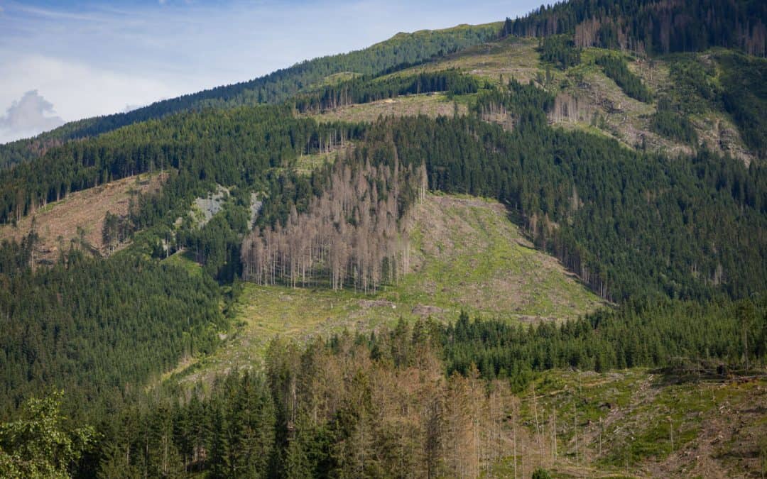Neuer WWF-Bericht zeigt besorgniserregenden Zustand der österreichischen Wälder