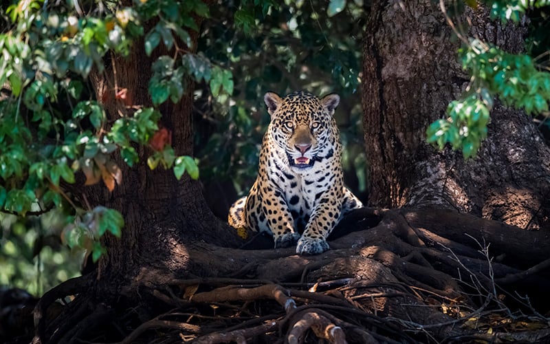 Jaguar