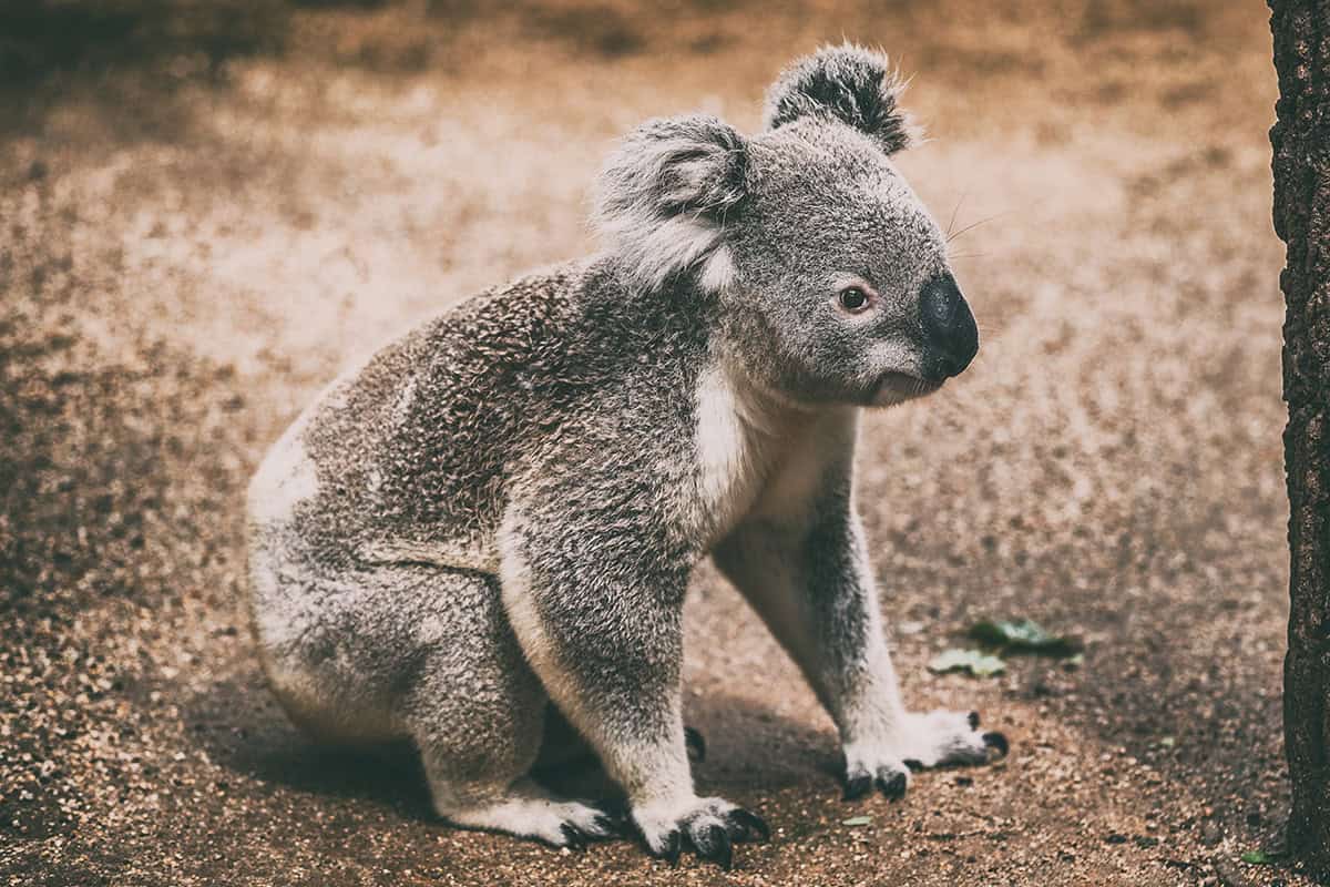 Koala am Boden