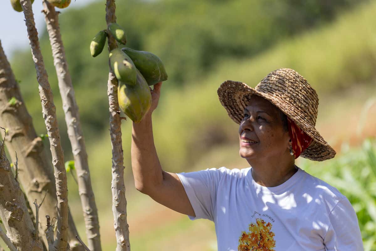 Fátima Cabral, lokale Farmerin, erntet Früchte. (c) Myke Sena/WWF-Brasilien