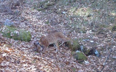 Ausgewilderte Luchsin Sofia in Kärnten erschossen