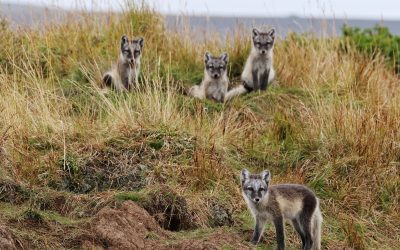 WWF-Erfolg: Polarfüchse kehren nach Finnland zurück