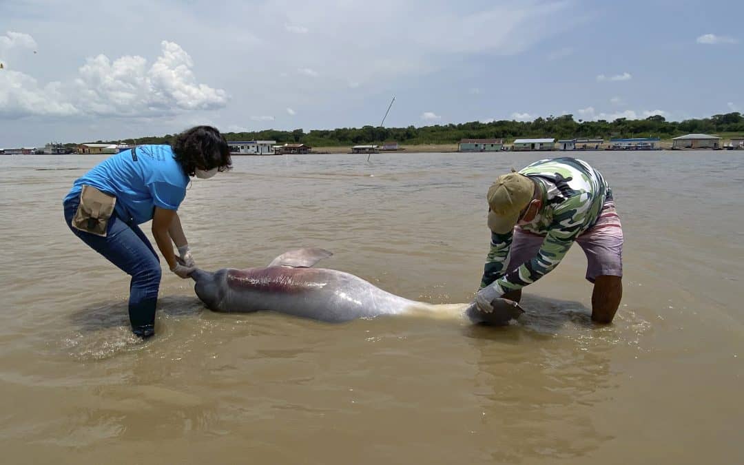 Rettungsaktion: Das Massensterben der Flussdelfine