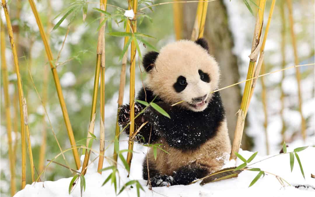 Fotostrecke: Was haben Panda, Orang-Utan und der Eisbär gemeinsam?