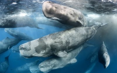Wie Wale wandern: WWF veröffentlicht digitale Plattform zum Schutz “mariner Superhighways”
