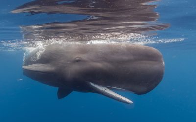 Welttag der Wale: WWF weltweit im Einsatz zum Schutz der Meeressäuger