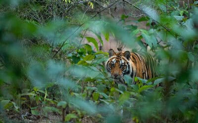 Good News: Laos kämpft um Rückkehr der Tiger