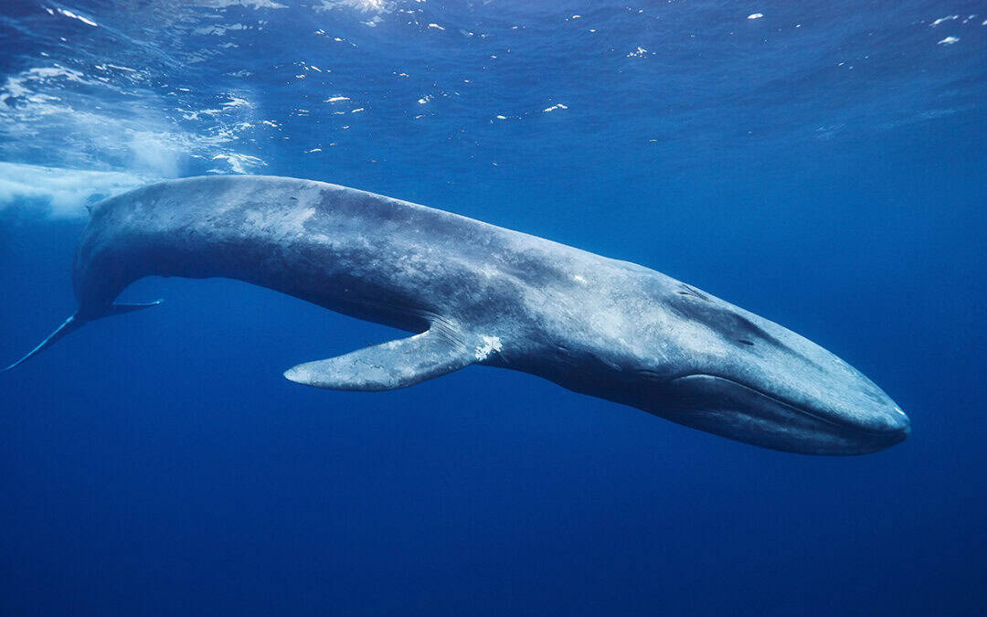 Der Blauwal – Superlativ der Meere