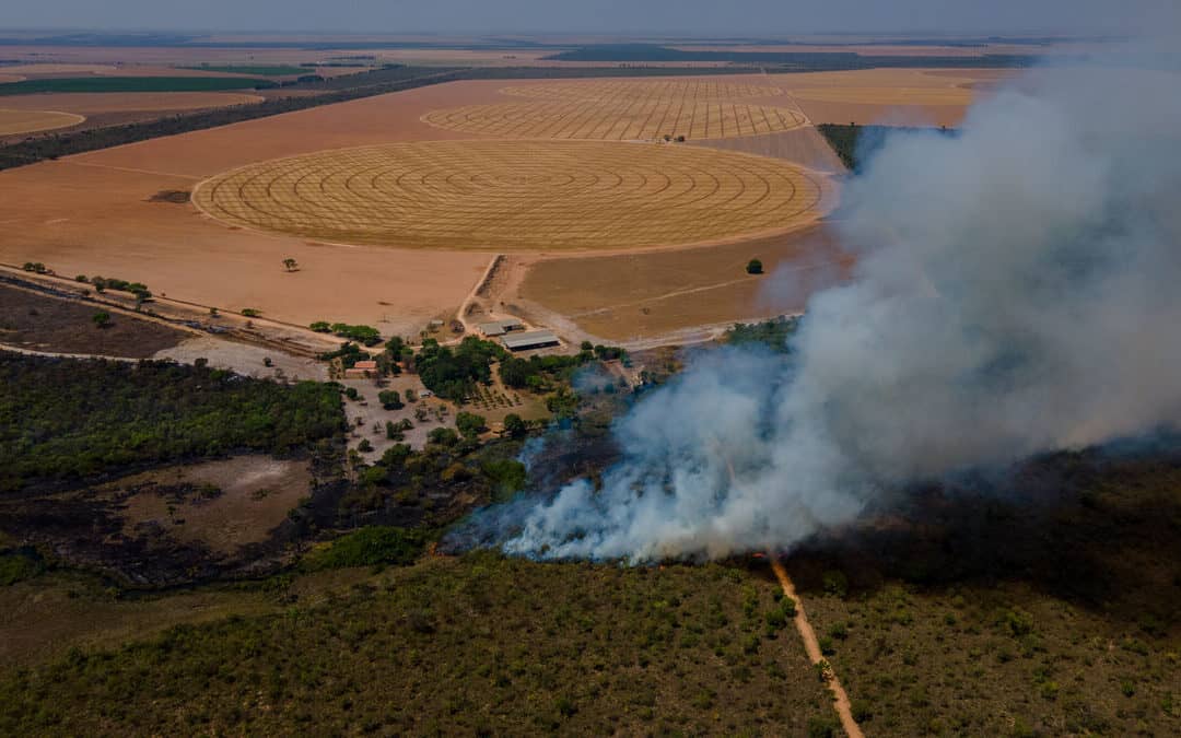 WWF schlägt Alarm: Größte Savanne der Welt bereits zur Hälfte zerstört