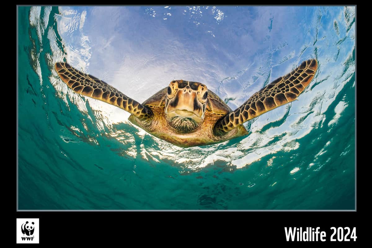 WWF Wildlife Kalender 2024 Cover