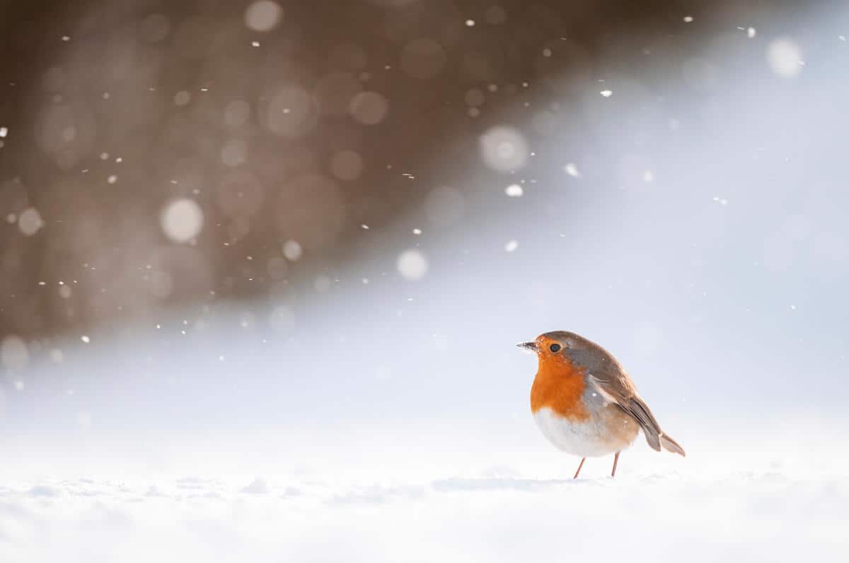 Coverbild Stromanbietercheck Banner (c) WWF