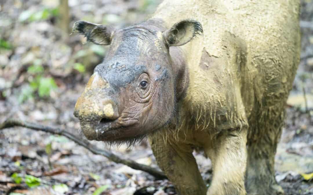 WWF-Erfolg: Seltenes Sumatra-Nashorn geboren