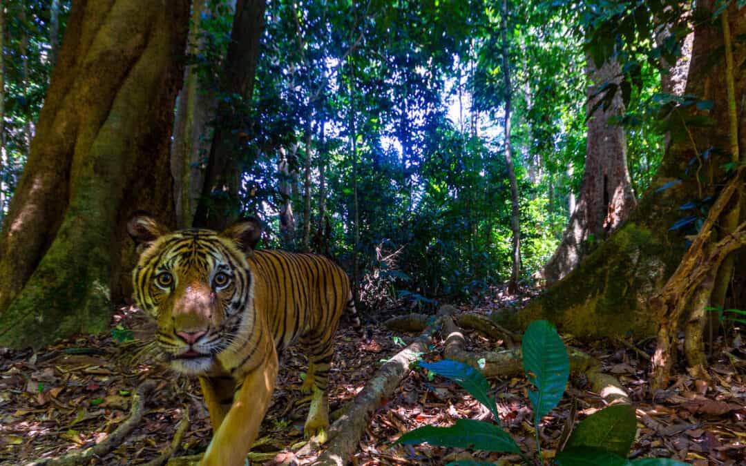 Tiger in Malaysia: So entstehen Bilder von Wildtierkameras