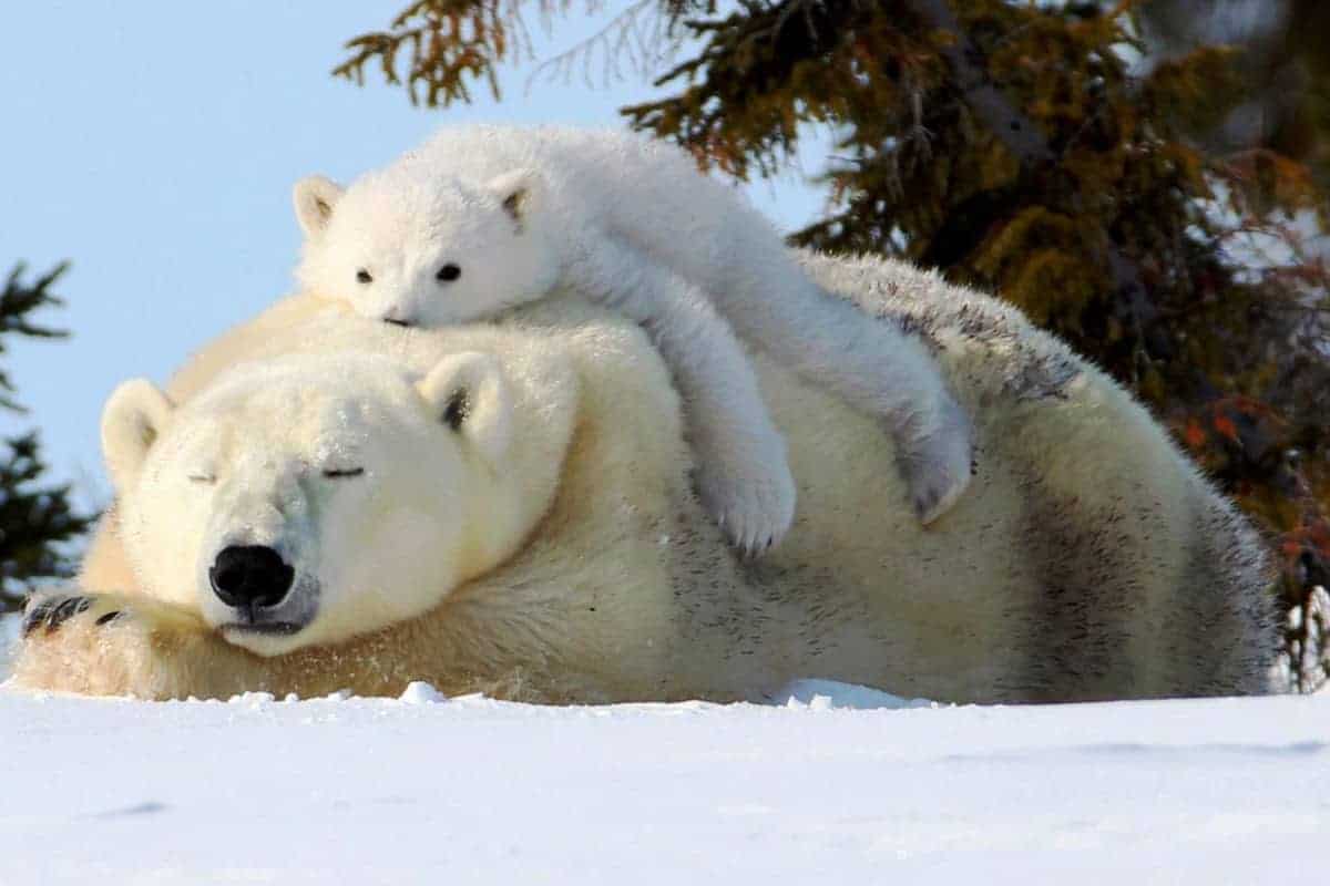 Eisbärjunges liegt auf der Rücken seiner Mutter