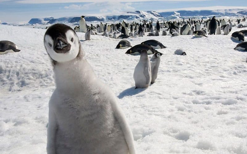 Pinguin-Junges schaut direkt in die Kamera