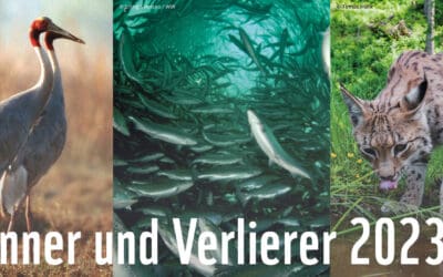 WWF-Bilanz: Das sind die Gewinner und Verlierer des Tierreichs 2023