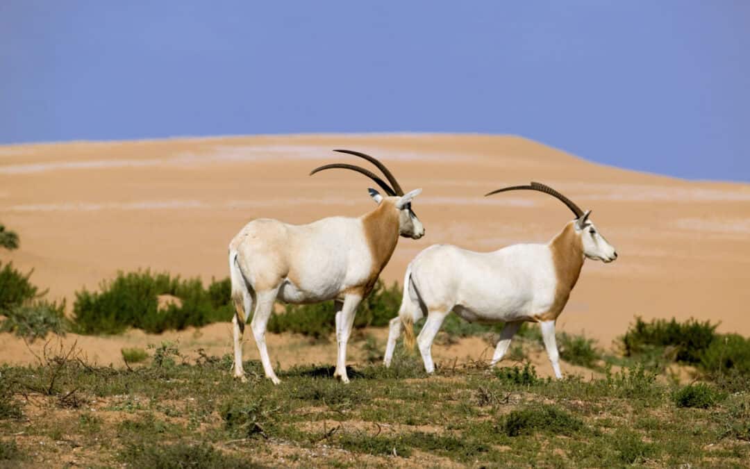 Rote-Listen-Update: Diese Arten lassen aufhorchen