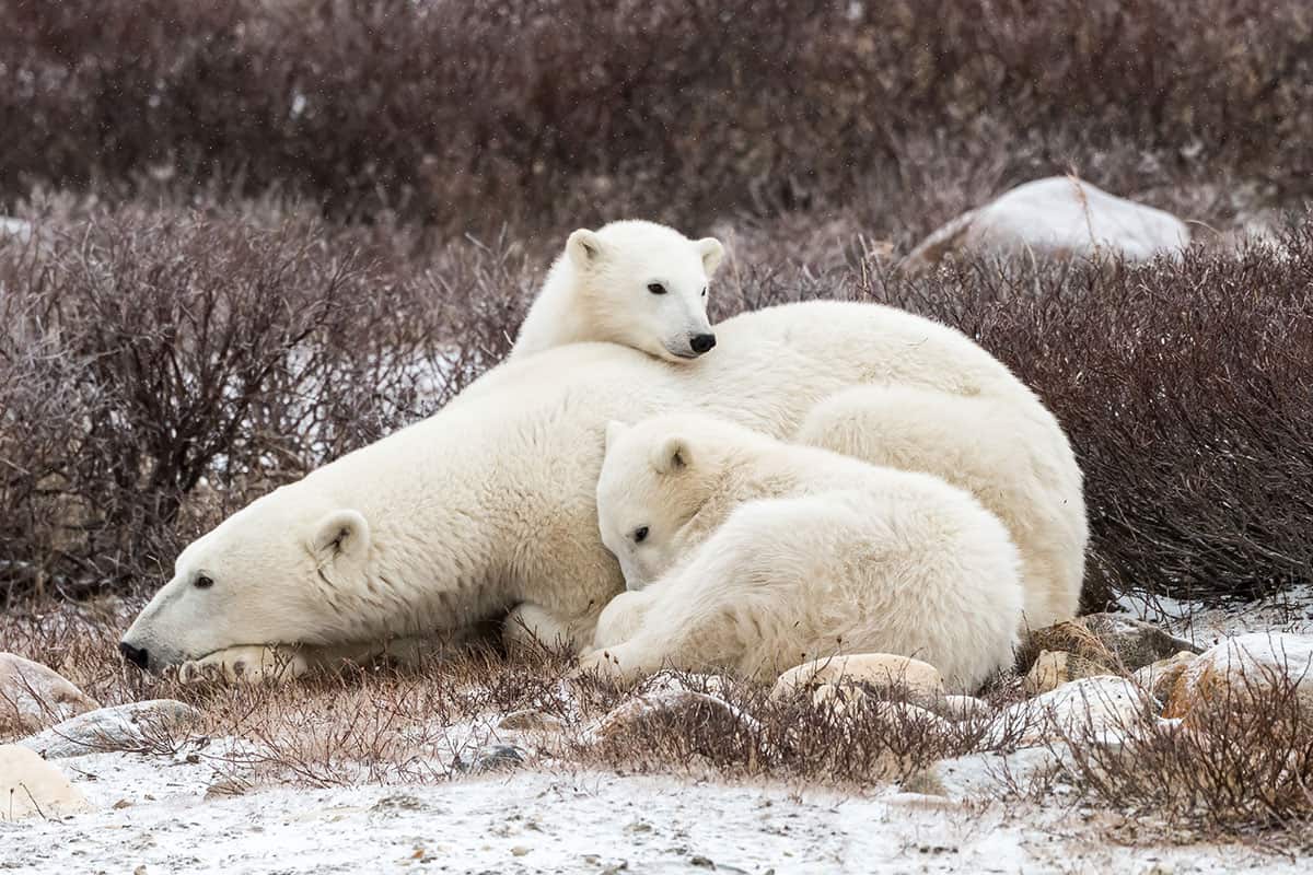 Eine Eisbaerin liegt mit ihrem Kopf auf einer Pfote am Boden. Ihre beiden schon etwas älteren Jungen kuscheln sich an sie. Eines liegt vor ihr. Eines hinter ihr, von dem nur der Kopf zu sehen ist. Das Terrain ist steinig mit niedrigen Büschen. Am Boden liegt wenig Schnee.