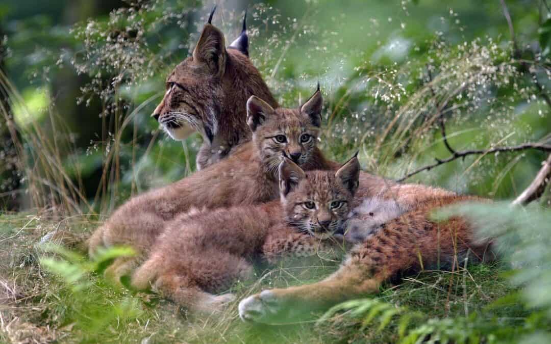 Good News: Immer mehr Luchse durchstreifen das Dinarische Gebirge