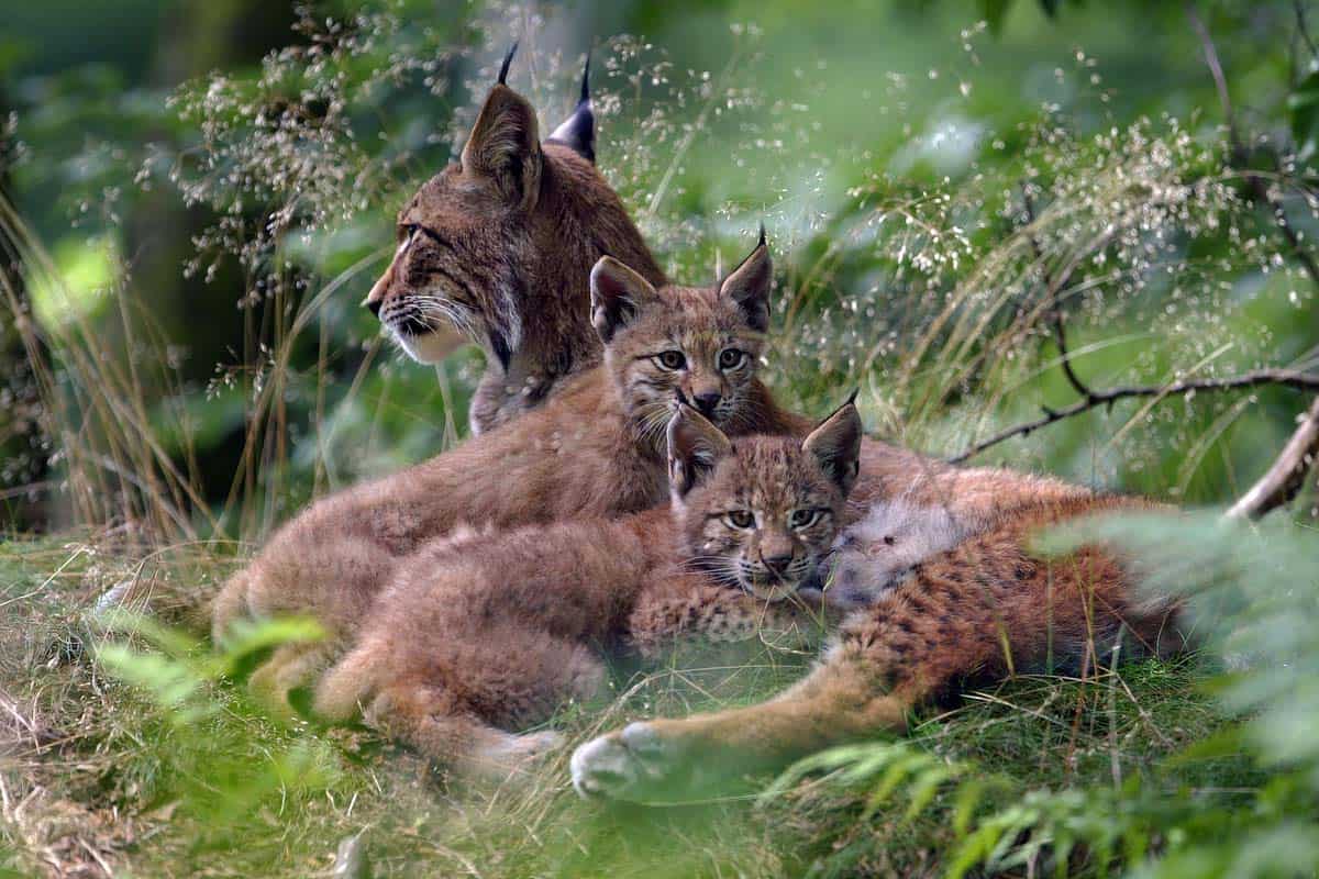 Luchs mit Jungtieren (c) AdobeStock 26909295