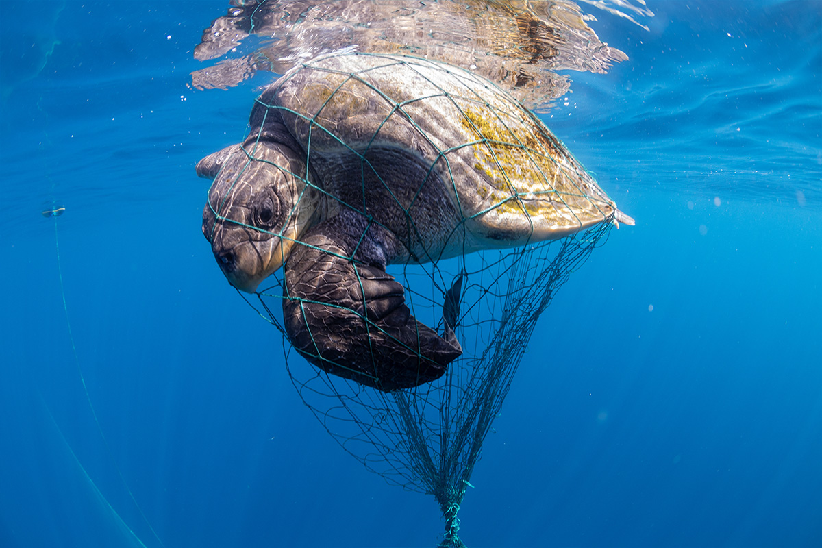 Coverbild Stromanbietercheck Banner (c) WWF