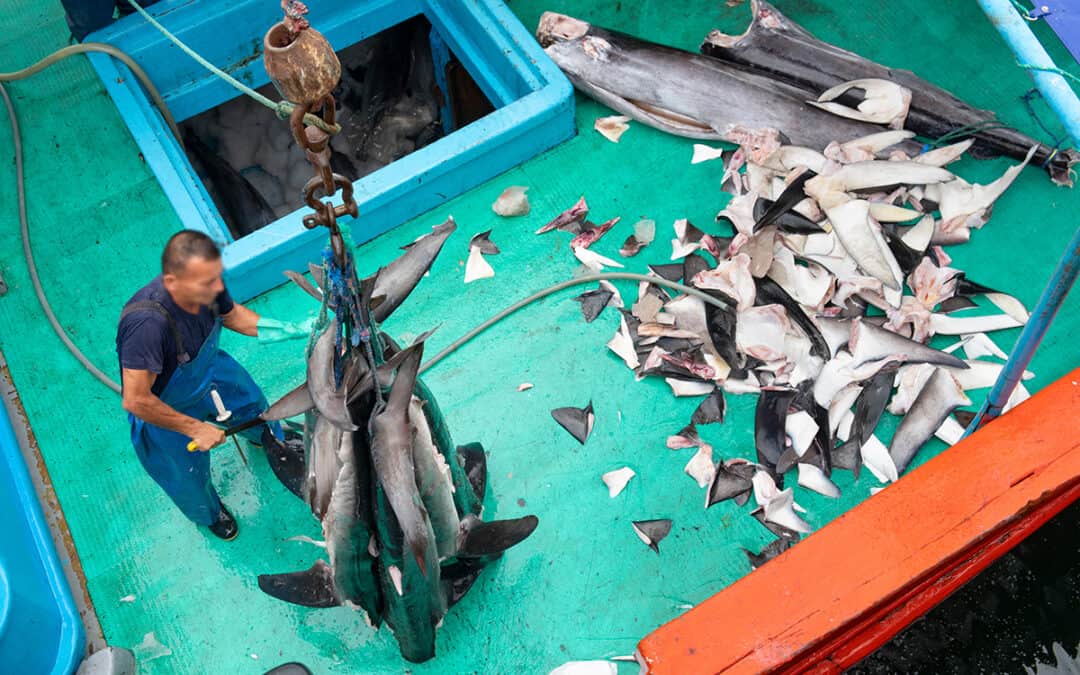 Mehr als 80 Millionen Haie pro Jahr durch Fischerei getötet: WWF fordert Ausweitung der Schutzzonen