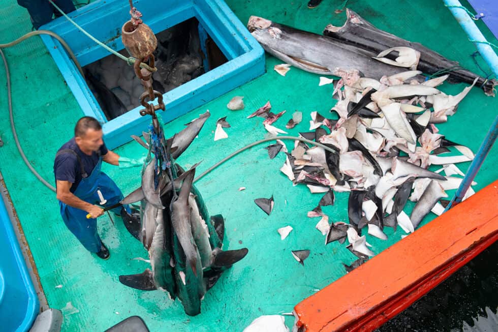 Wie Viele Haie Werden Jährlich Getötet www.wwf.at
