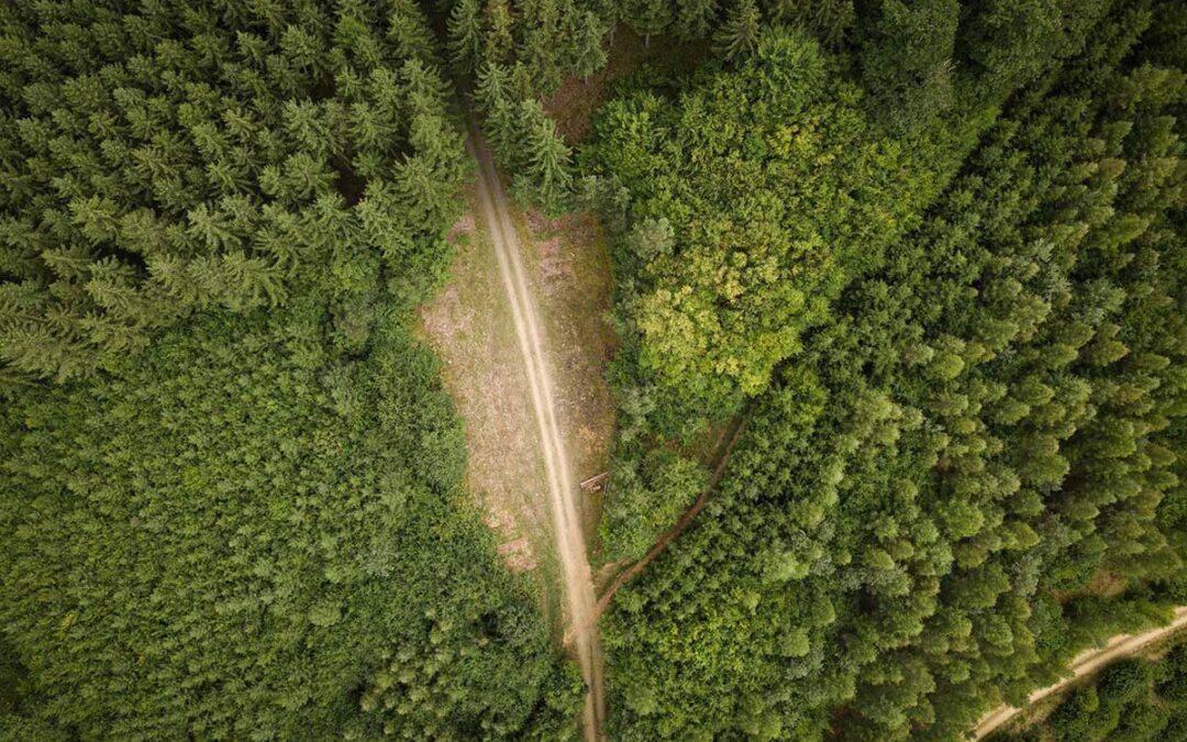 WWF-Studie: Heimische Forststraßen reichen fünfeinhalbmal um die Erde