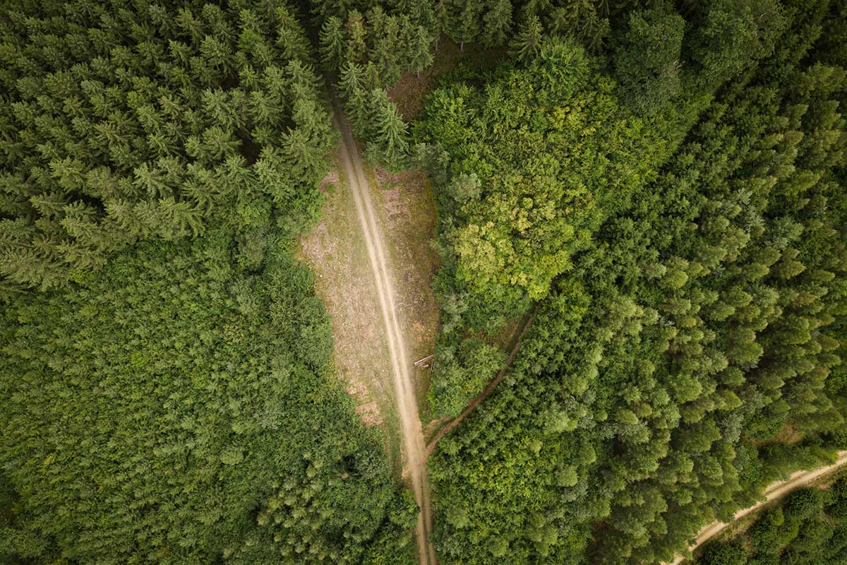 Auf dem Bild ist ein dichter, grüner Wald zu sehen. In der Mitte zieht sich eine Forstraße durch das Gelände. Rund um die Straße ist das Gelände kahl.