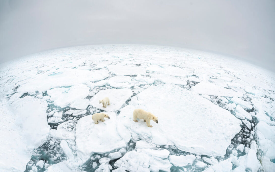 Detektivarbeit am Polarkreis: WWF entwickelt Methode zur besseren Erforschung von Eisbären