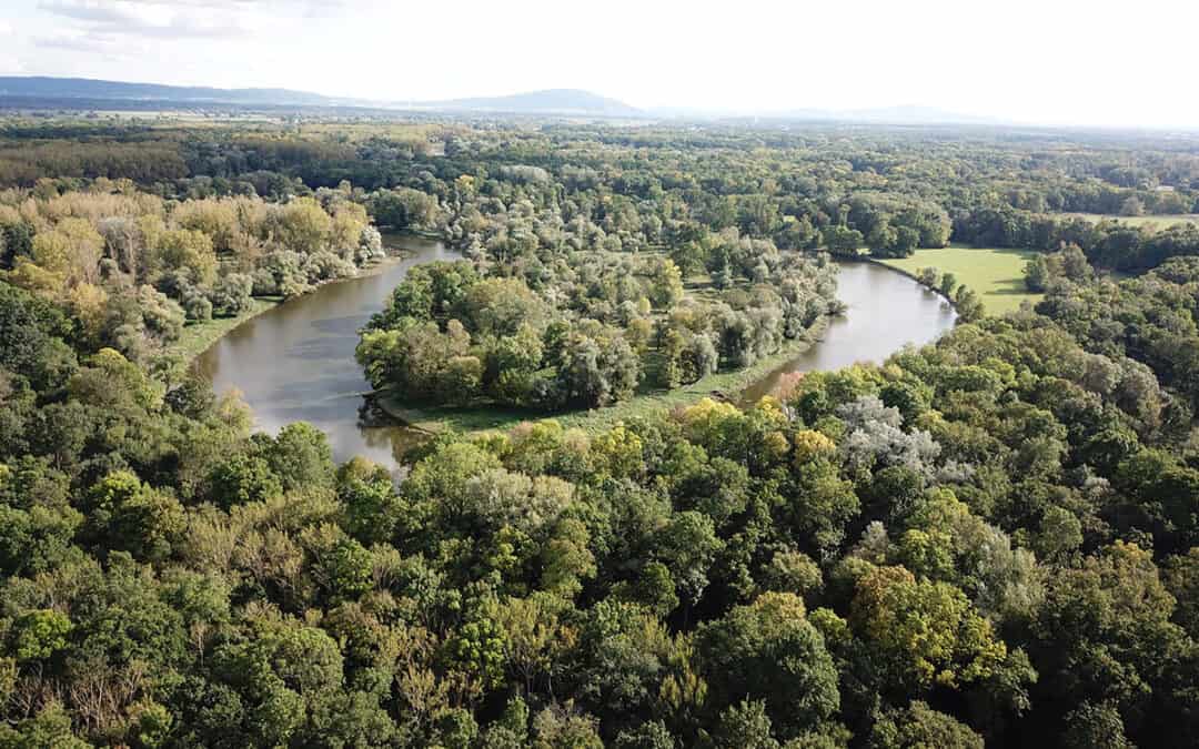 Warum ist die Kritik an der EU-Waldstrategie 2030 nicht berechtigt?