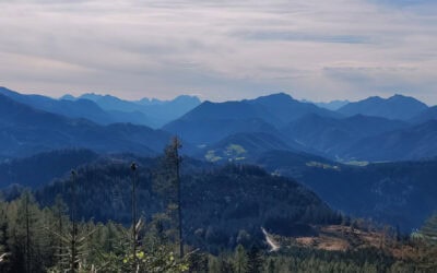Gelingt der europäische Waldnaturschutz in Österreich?
