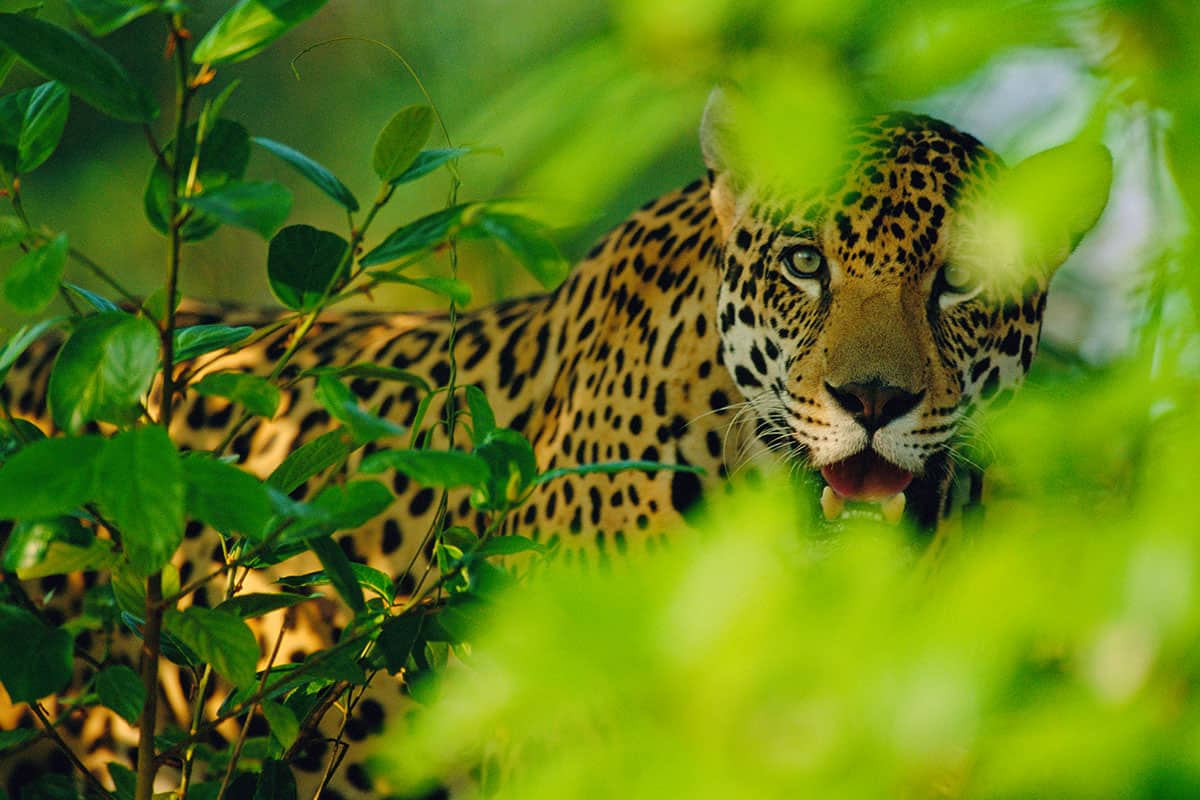 Jaguar im Regenwald (c) Staffan Widstrand