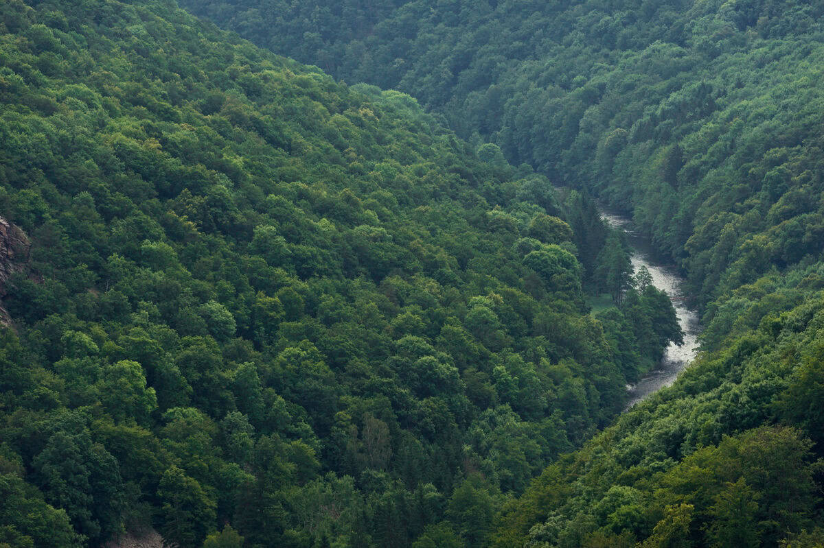 Mittleres Kamptal – Naturwälder (c) Matthias Schickhofer