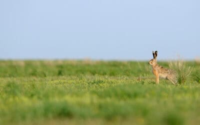 VCÖ und WWF: Mehr als 17.000 Hasen pro Jahr Opfer des Straßenverkehrs