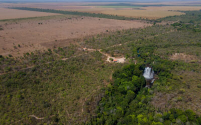 WWF schlägt Alarm: Entwaldung in brasilianischer Savanne schnellt in die Höhe – Rückgang im Amazonas