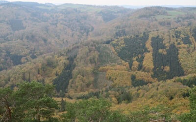 Einordnung der österreichischen Forstgesetznovelle 2023