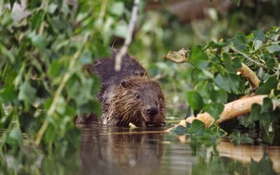 WWF: Biber ist Schlüsselart in Zeiten von Klima- und Biodiversitätskrise