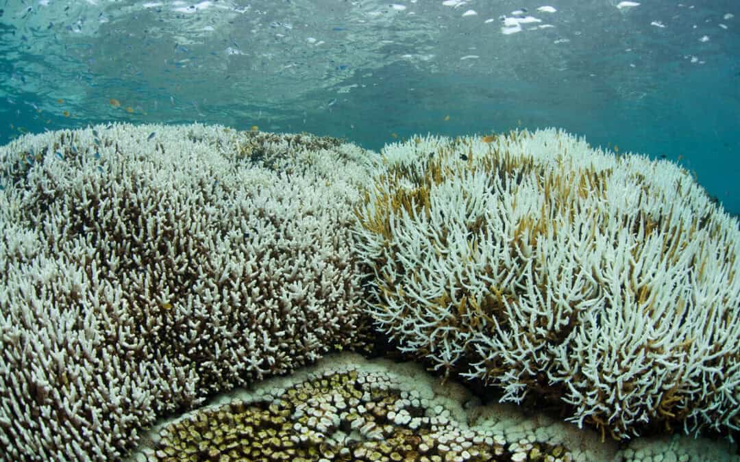 Globale Massenbleiche in Korallenriffen: WWF fordert wirksamen Klimaschutz