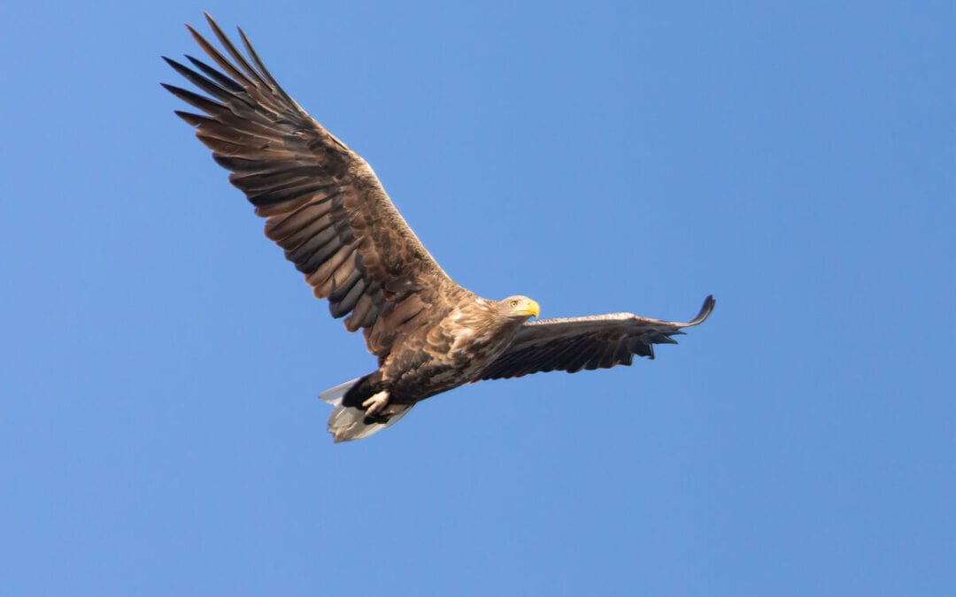 WWF und BirdLife: Seeadler lieben Natura 2000-Gebiete