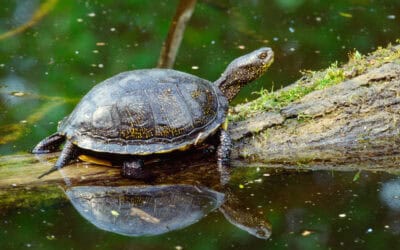 WWF: Dotierung der Oberen Lobau ist nur Tropfen auf heißen Stein