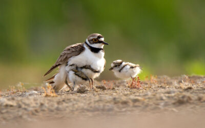 WWF und BirdLife appellieren zu Rücksichtnahme an den Brutplätzen am Inn