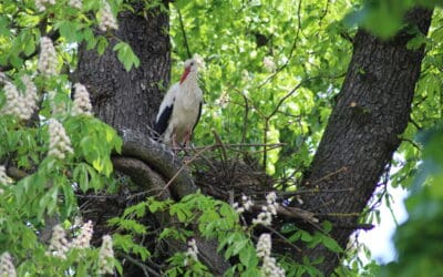 WWF-Erfolg: Störche in neue Nisthilfe eingezogen